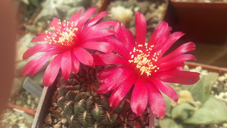 Sulcorebutia_horacekii_-Laguna
