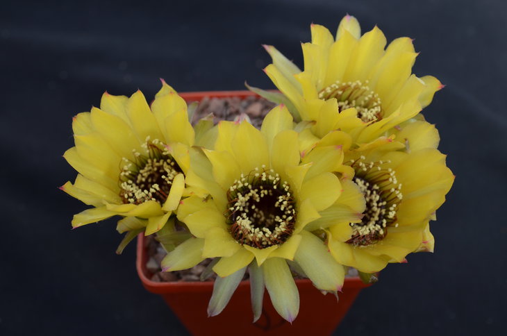 Lobivia jajoiana v. nigrostoma Piltz 1107