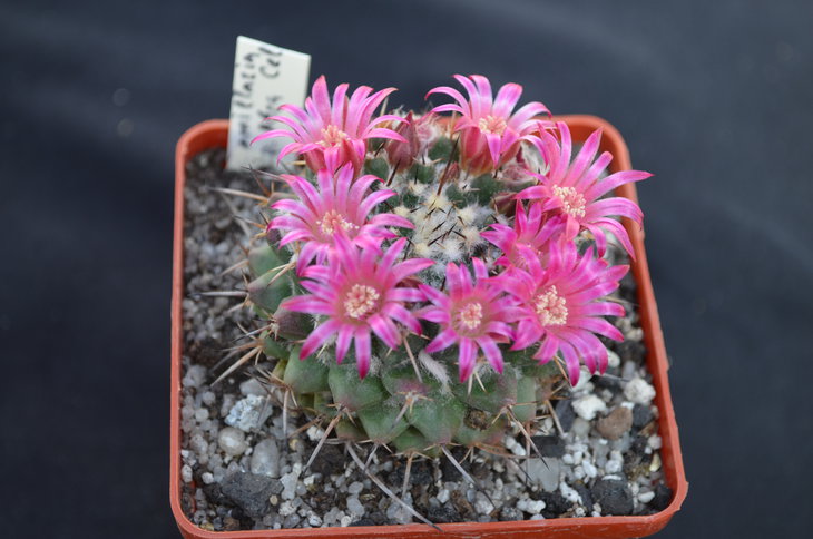 Mammillaria sp. abra celaya