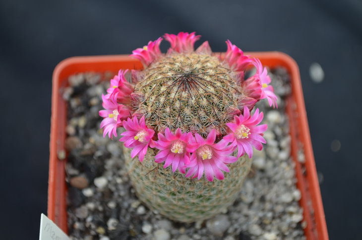 Mammillaria matudae