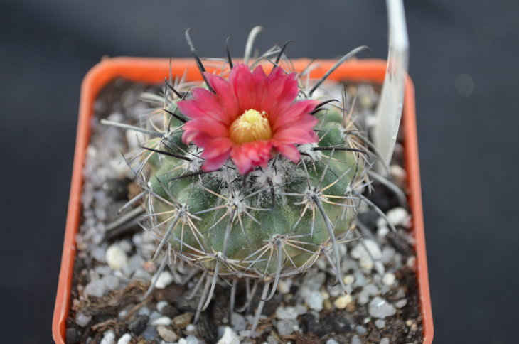 Parodia subterranea