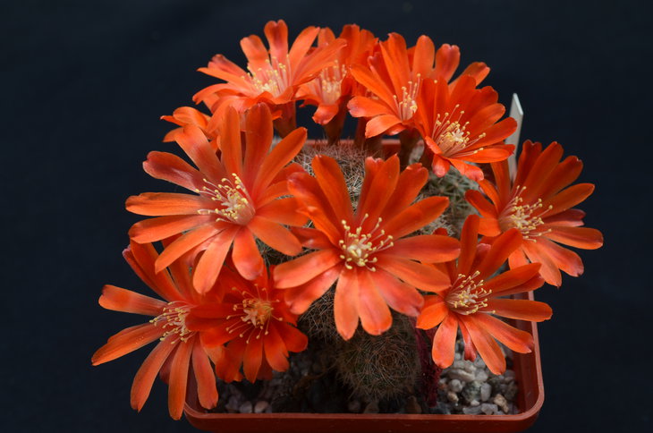 Aylostera pseudodeminuta