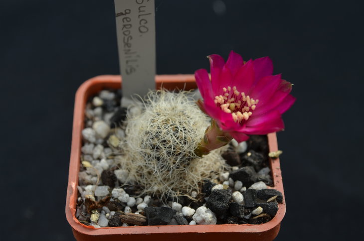 Sulcorebutia gerosenilis