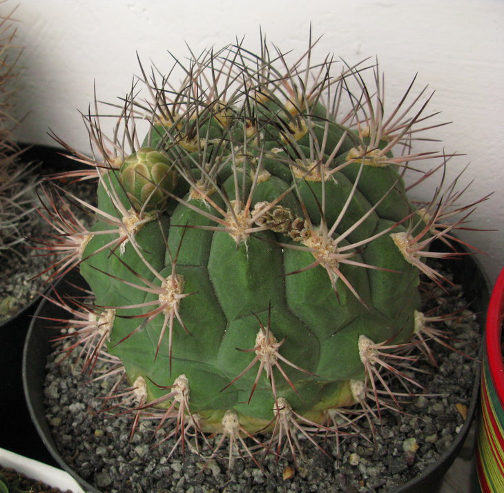 Gymnocalycium saglionis