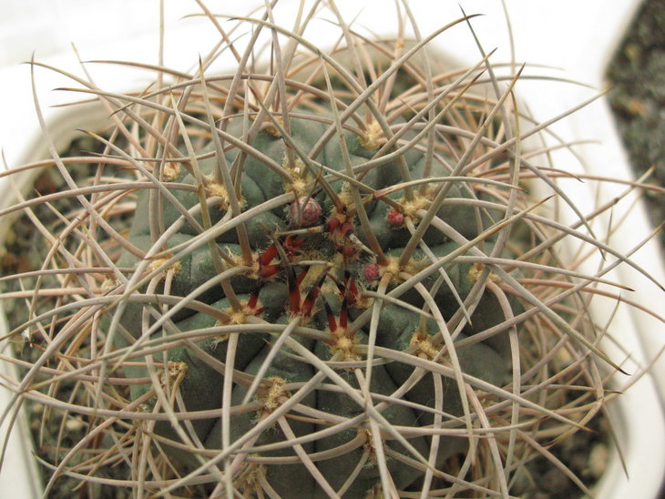 Gymnocalycium spegazzinii