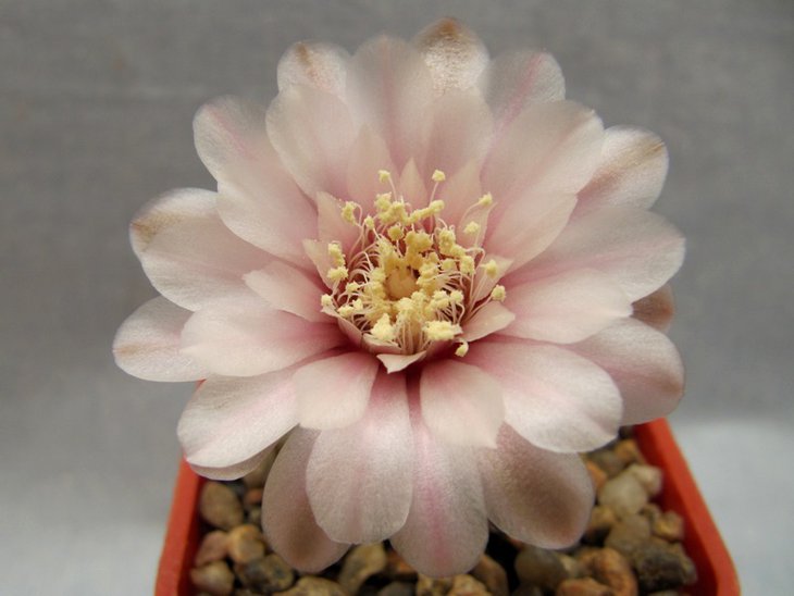 Gymnocalycium amerhauseri
