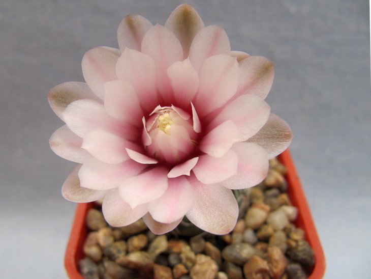 Gymnocalycium amerhauseri