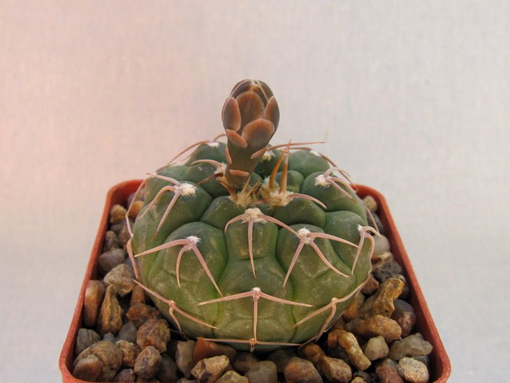 Gymnocalycium moserianum