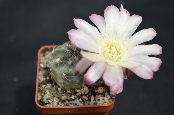 Acanthocalucium australis WR817b