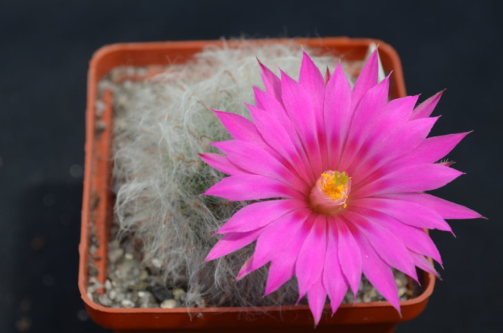 Mammillaria (Krainzia) guelzowiana