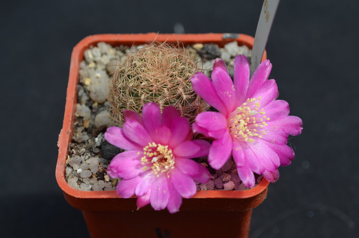Sulcorebutia albissima WK 699