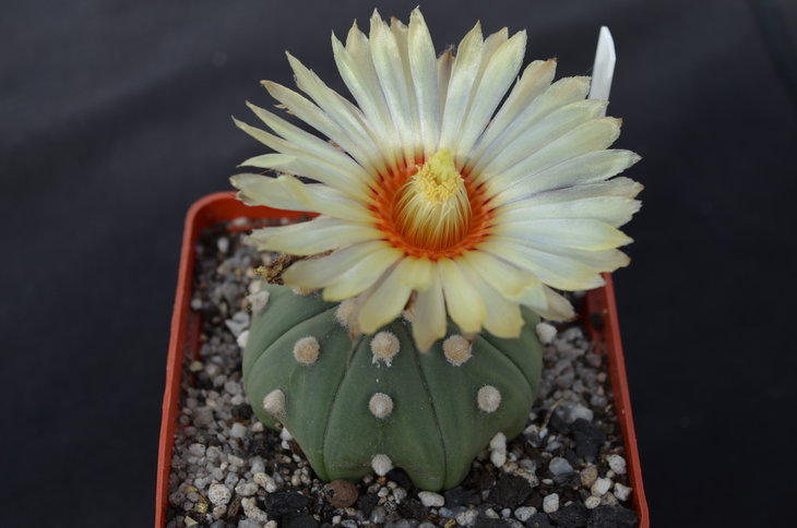 Astrophytum asterias nudum