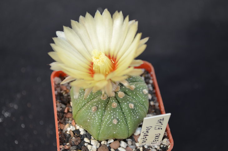 Astrophytum asterias Texas Piltz