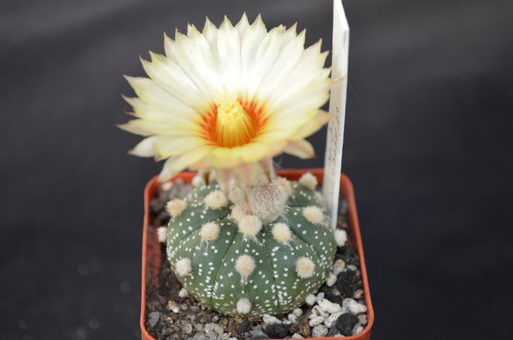 Astrophytum asterias cv. &quot;Oibo&quot;