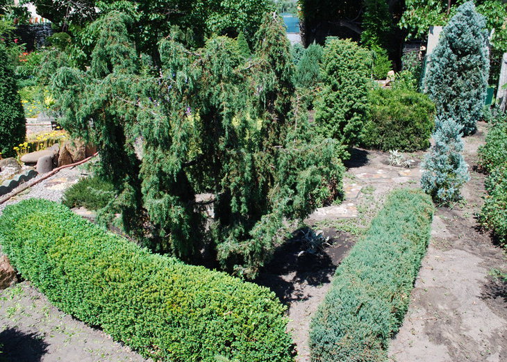 DSC_2760  Juniperus communis Horstmann (Pendula).jpg