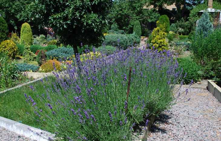 DSC_2740  Lavandula stoechas.jpg