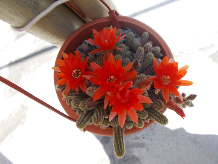 Chamaecereus silvestrii.JPG