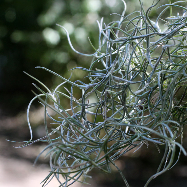 Tillandsia usneoides