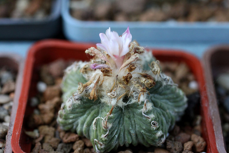 Aztekium ritteri