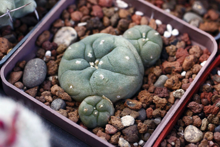 Lophophora jourdaniana