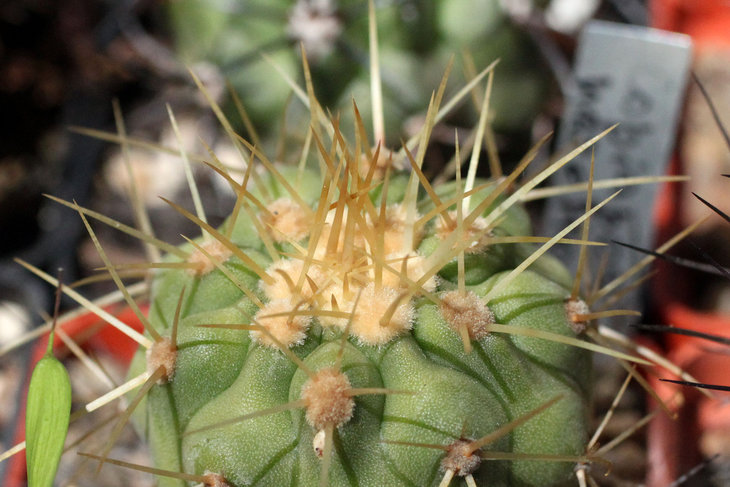 Copiapoa haseltoniana