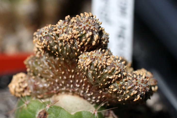 Geohintonia mexicana f. cristata
