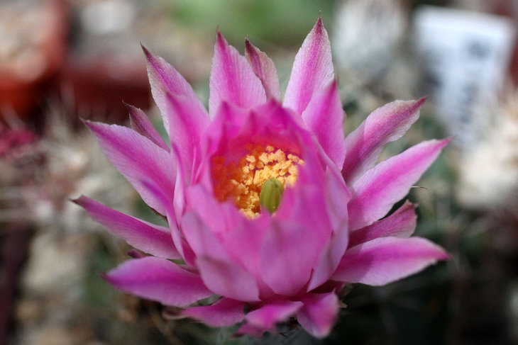 Echinocereus
