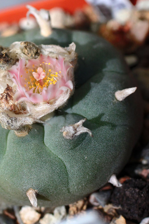 Lophophora williamsii