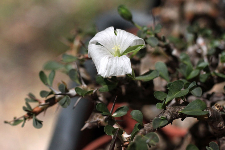 Sarcocaulon