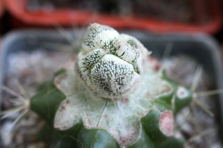 Astrophytum myriostigma cv. Liferym