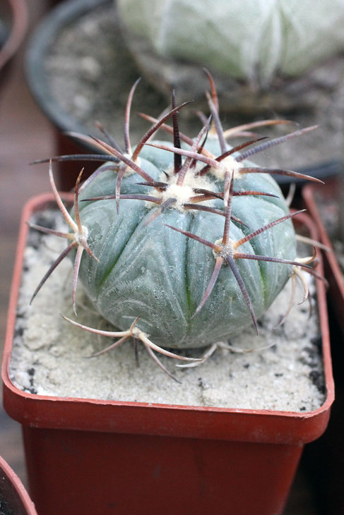 Echinocactus horizonthalonius