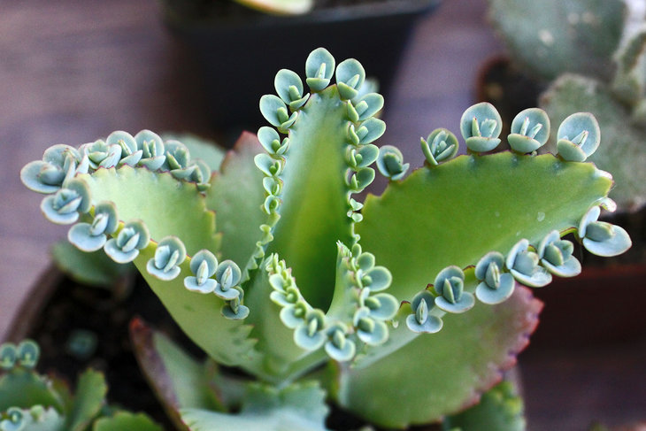 Bryophyllum