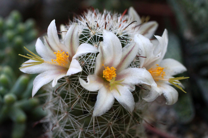 Mammillaria swinglei v. albiflora