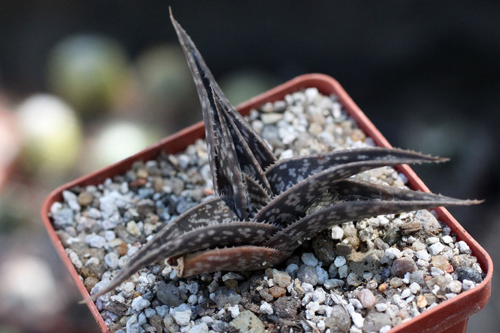 Aloe rauschii f. trigona