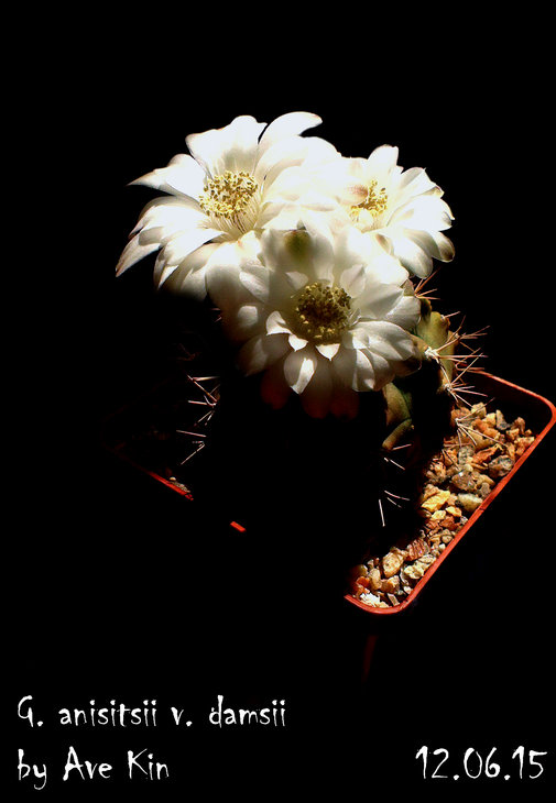 IMAG3304_BURST008888.jpg