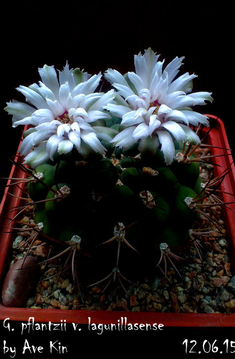 IMAG3285_BURST002_COVERrrr.jpg