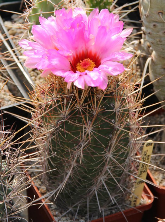 Thelocactus bicolor.JPG