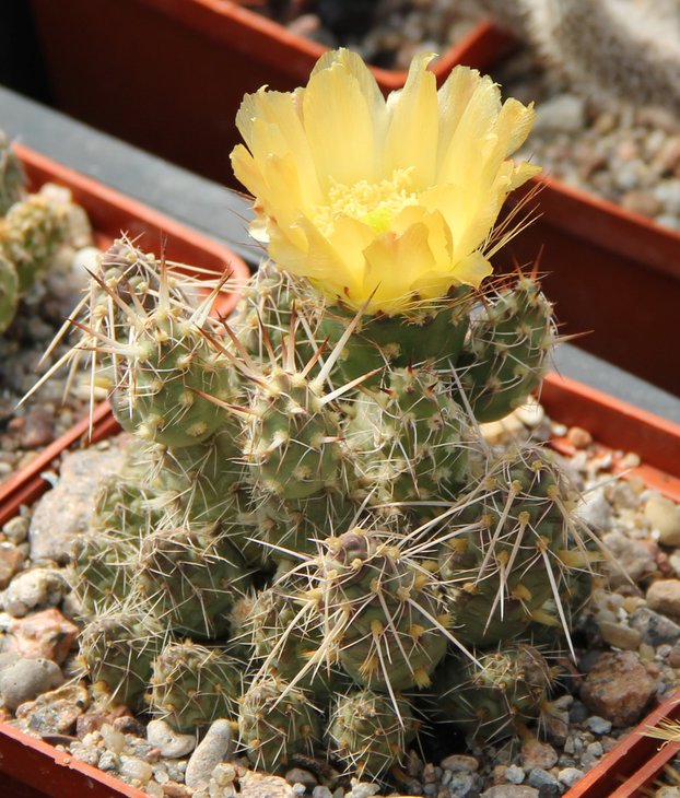 Maihueniopsis mandragora VG393.JPG