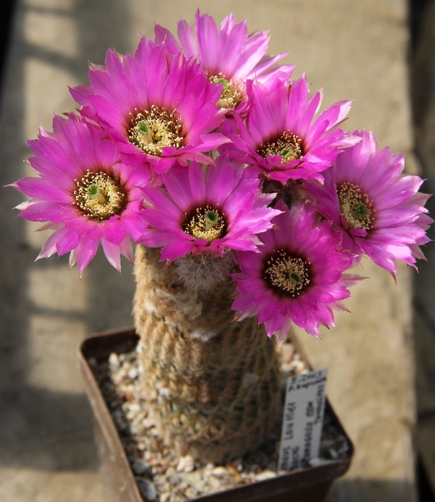 Echinocereus reichenbahii L1061.JPG