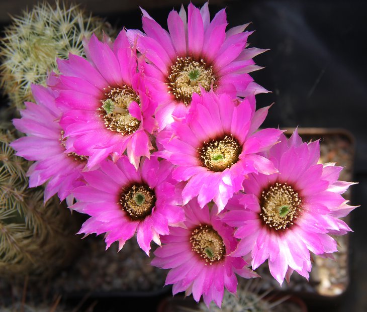 Echinocereus reichenbahii L1061..JPG