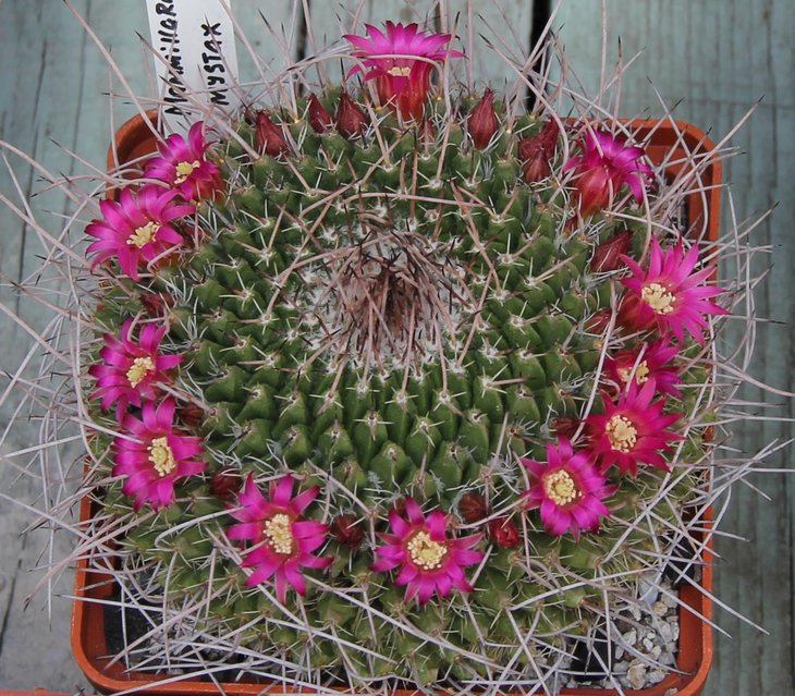 Mammillaria mystax.JPG
