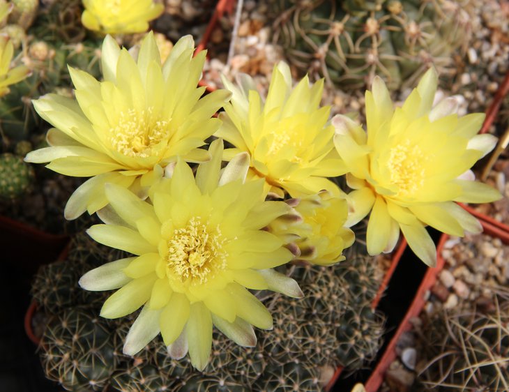 Gymnocalycium andreae.JPG