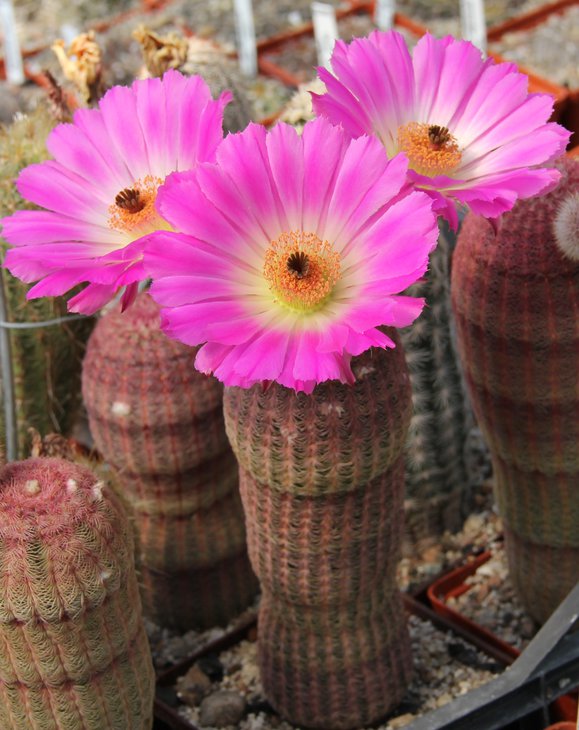 Echinocereus riggidissimus rubispinus.JPG