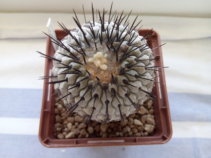 Copiapoa cinerea v.columna-alba Pan de Azucar
