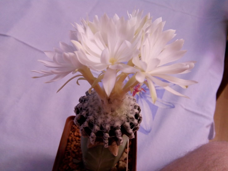 Discocactus horstii
