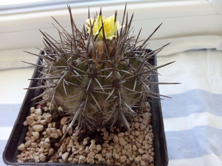 Copiapoa echinoides v.cuprea Carrizal Bajo