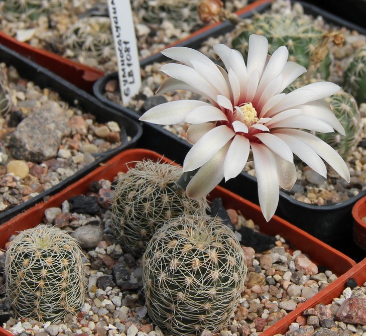 Gymnocalycium gertii VG707