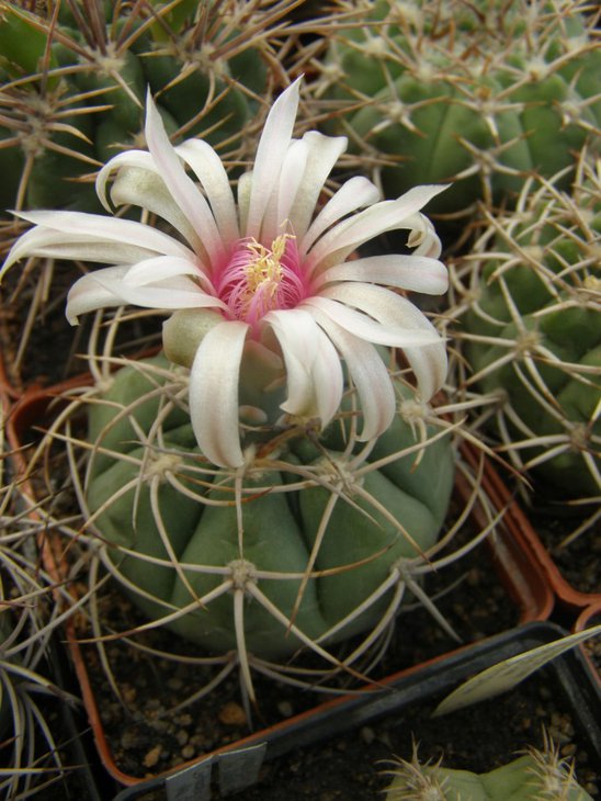 speggazinii ssp. cardenasianum