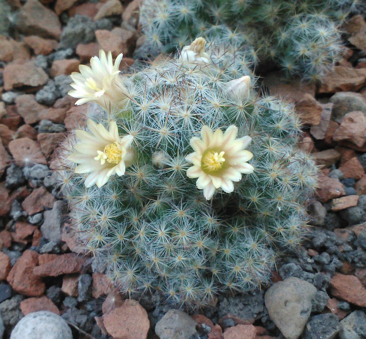 Mammillaria prolifera v.texana SB856
