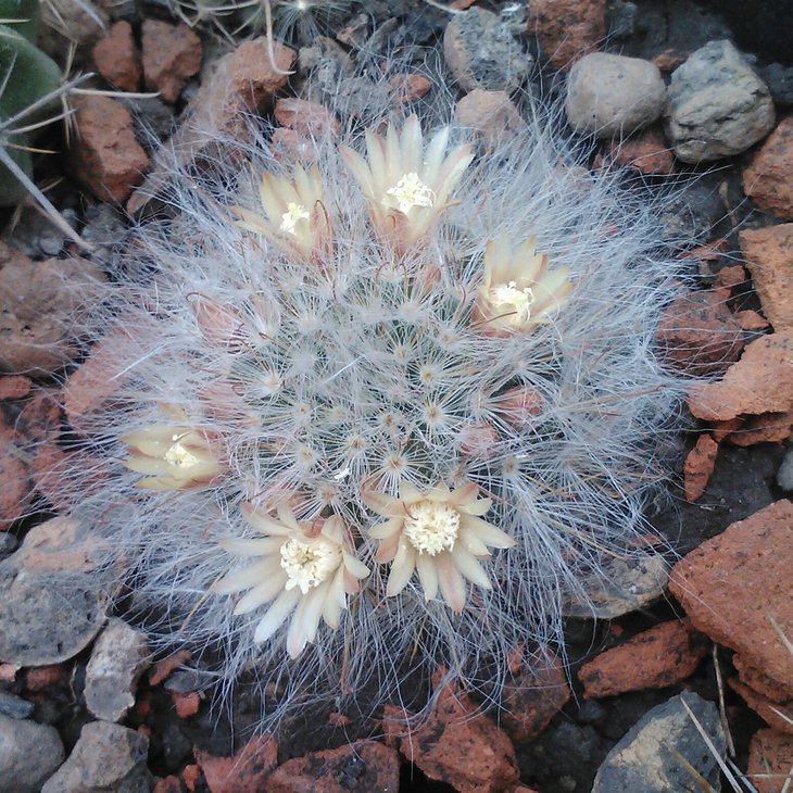 Mammillaria bocasana